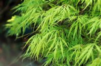 Acer palmatum Dissectum Viride group - The Japanese Garden, St Mawgan, Cornwall