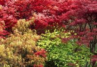 Fiery colours of new Acer foliage, including Acer 'Villa Taranto', Acer 'Shindeshojo' and Acer 'Beni-maiko' - The Japanese Garden, St Mawgan, Cornwall