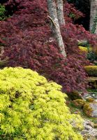 Yellow Acer palmatum Dissectum viride group in front of deep red Acer dissectum - The Japanese Garden, St Mawgan, Cornwall