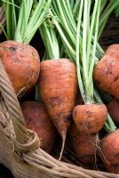 Organic pest resistant carrots 'Fly Away' 