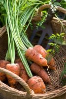 Organic pest resistant 'Fly Away' carrots 