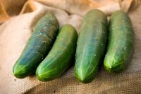 Four cucumbers 'Burpless Tasty Green' on hessian material
