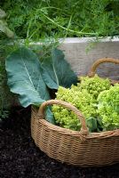 Romanesco cauliflower in basket with leaves and carrot plants in background