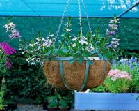 Mixed hanging basket for sale at the Silene nursery in Belgium
