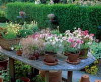 Terracotta pots on a table in the sales area, with a mixture of annuals including Petunia series at the Silene nursery in Belgium