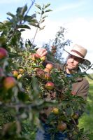 Man picking apples 'Cox's Orange' 