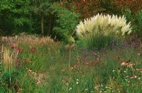 Miscanthus, Echinacea, Verbena bonariensis and Cortaderia 'Sunningdale Silver' - Knoll Gardens, Hampreston, Wimborne, Dorset
