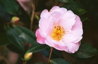 Camellia 'Salutation'
