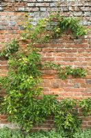 Pyrus - Pear tree growing up old brick wall