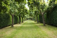 Apple tree lined walkway surrounded by Yew hedges