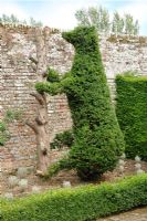 Bear shaped yew topiary 