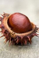 Chestnut on wooden surface