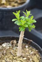 Aloysia triphylla - Young Lemon Verbena plant growing in a pot