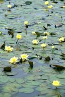 Nymphaea 'Pygmaea helvola' - Water Lilies