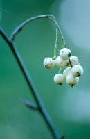 White berries of Sorbus gonggashanica