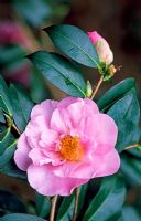 Camellia x williiamsii 'Jenefer Carlyon'