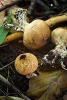 Earth ball mushrooms