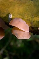 Auricularia auricula-judae - Judasohr, Oreille de Judas, Jew's ear mushroom also known as Jelly Ear