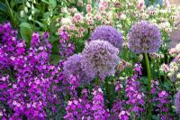 Allium, Erysimum and Aqueligia 'Nora Barlow' - RHS Chelsea Flower Show