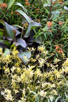 Anigozanthos flavidus, Canna and Euphorbia grifithii 'Fireglow' - RHS Chelsea Flower Show
