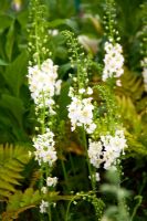 Verbascum phoeniceum 'Flush of White' - RHS Chelsea Flower Show