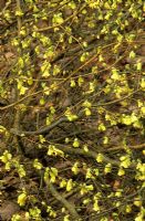 Corylopsis pauciflora - Winter Hazel