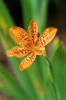 Belamcanda chinensis - Blackberry Lily