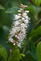 Clethra alnifolia - Sweet Pepperbush