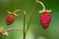 Fragaria 'Mignonette' - Alpine Strawberry