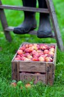 Wooden crate of freshly picked Victoria plums