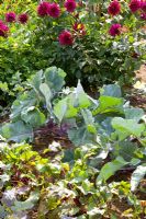 Mixed bed of Dahlias, kohlrabi and beetroot