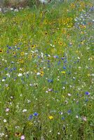 Wildflower mixture used around roundabout in Southern France