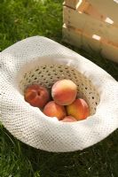 Freshly picked peaches in straw sun hat