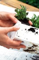 Young plants being removed from polystyrene tray using fingers