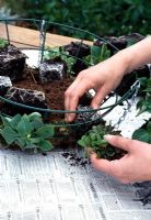 Step 2 of planting a hanging basket - Add compost and first ring of plants, Lobelia and Busy Lizzie