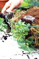 Step 4 of planting a hanging basket - Next layer of plants