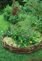 Yellow Nasturtium, variegated oregano, small baym moroccan mint, red orach, lime green fennel, curry plant and Hyssop surrounded by circular willow edging