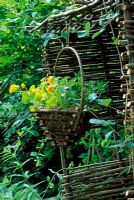 Tropaeolum majus 'Darjeeling Gold', Salvia officinalis and Mentha spicata 'Moroccan' in hanging basket