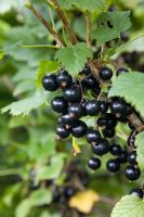 Ribes nigrum 'Ben Conan' - Blackcurrants 
