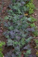 Kale 'Red Russian Curled'
