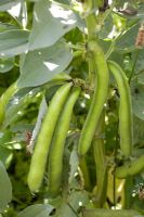Vicia faba 'Optica' - broad beans