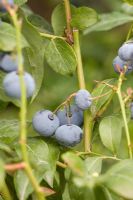 Vaccinium 'Bluecrop' - Blueberries