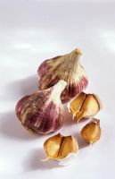 Garlic 'Germidour'