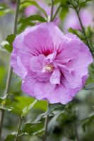Hibiscus 'Lavender Chiffon'