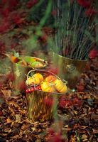 Squashes and gourds in metal buckets