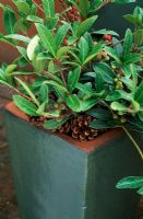 Skimmia in container decorated with pinecones