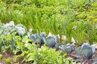 Brassica and Raphanus - Cabbages and Radishes
