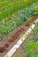 Vegetable garden with wooden planks laid down as pathways