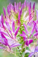 Cleome spinosa 'Queen Violet' 