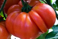 Tomato 'Supermarmande'